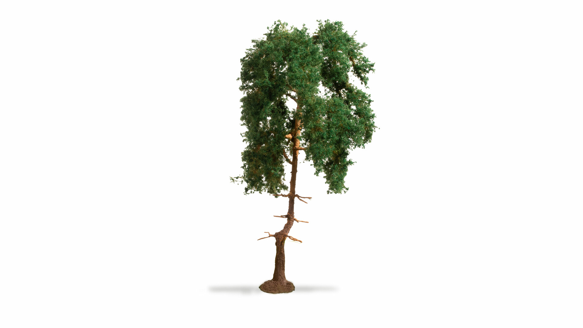 Kiefer, 15 cm hoch