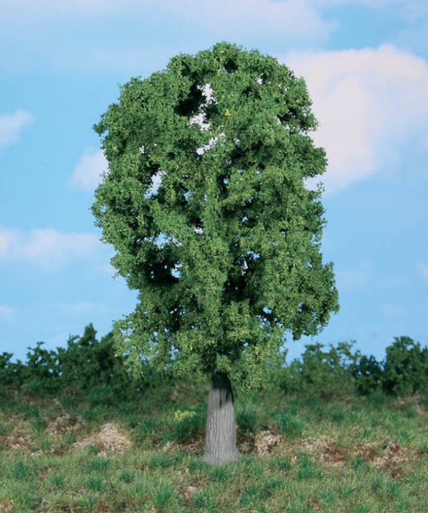 1 Eiche, 20 cm hoch