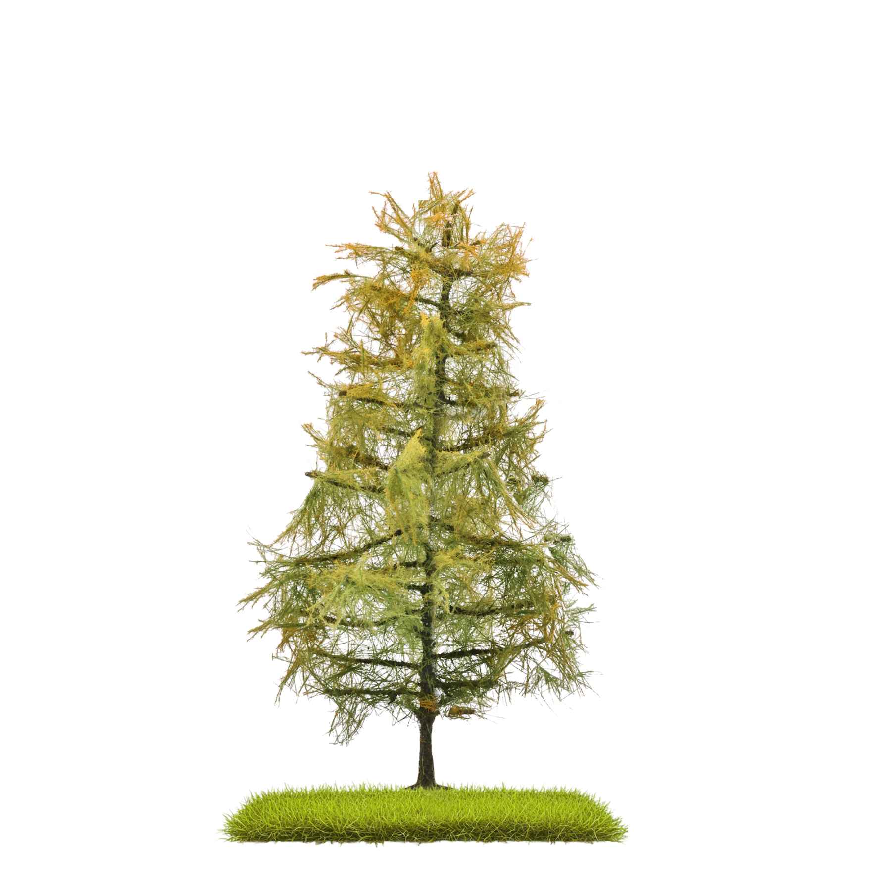 Lärche Spätsommer, 140 mm hoch