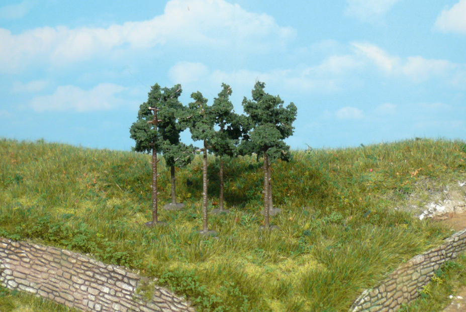 5 Kiefern 6 cm