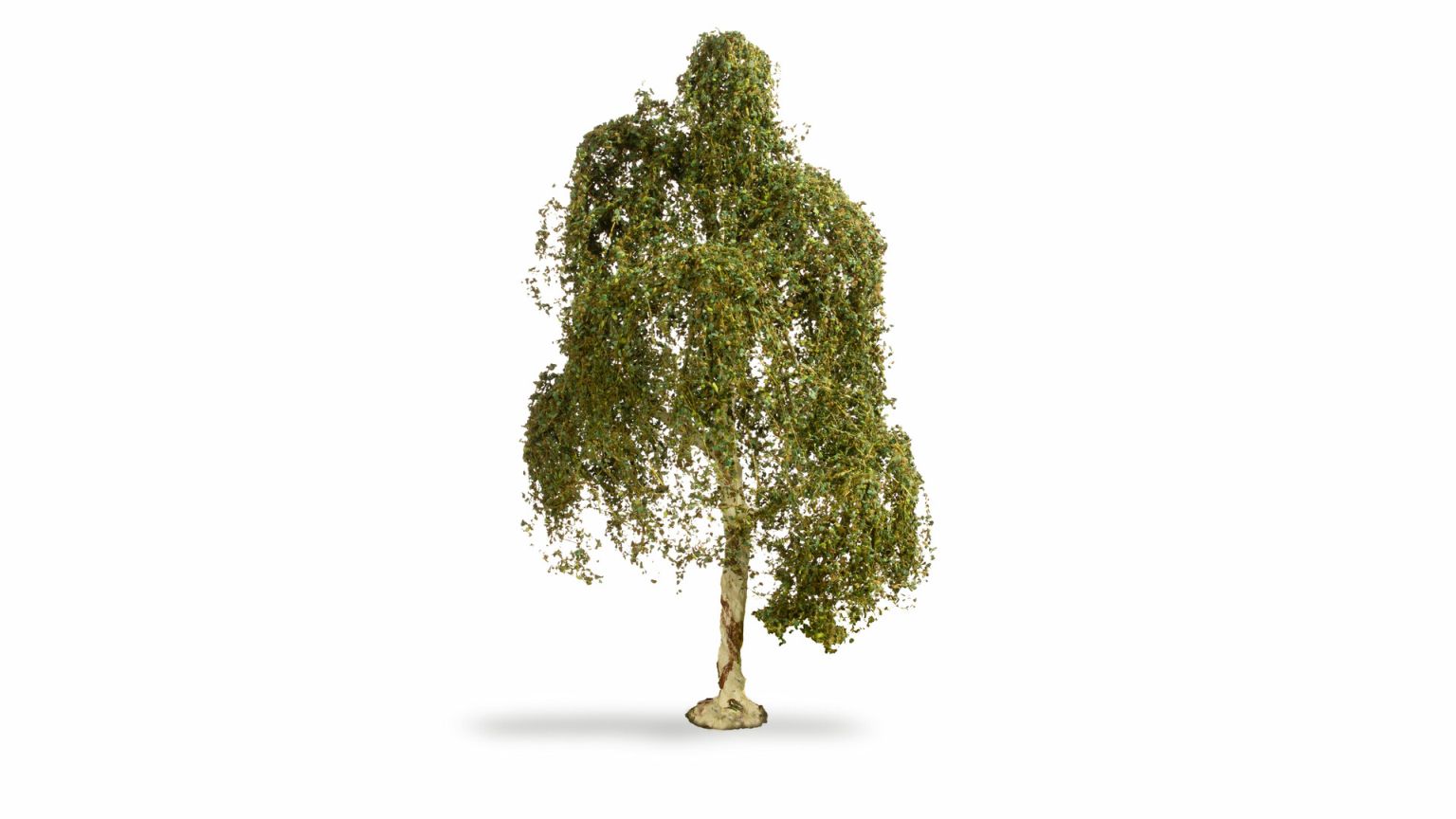 Hängebirke, 18 cm hoch