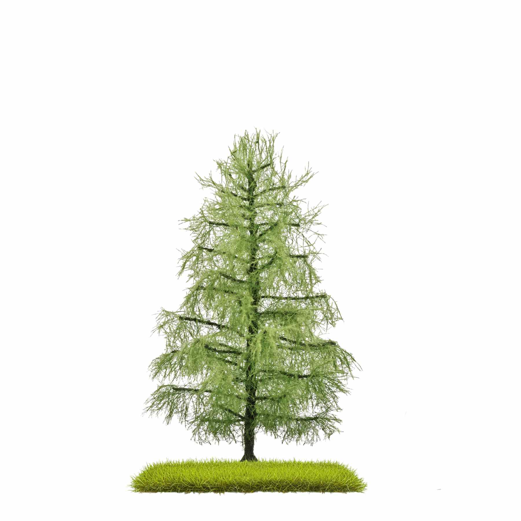 Lärche Sommer, 140 mm hoch