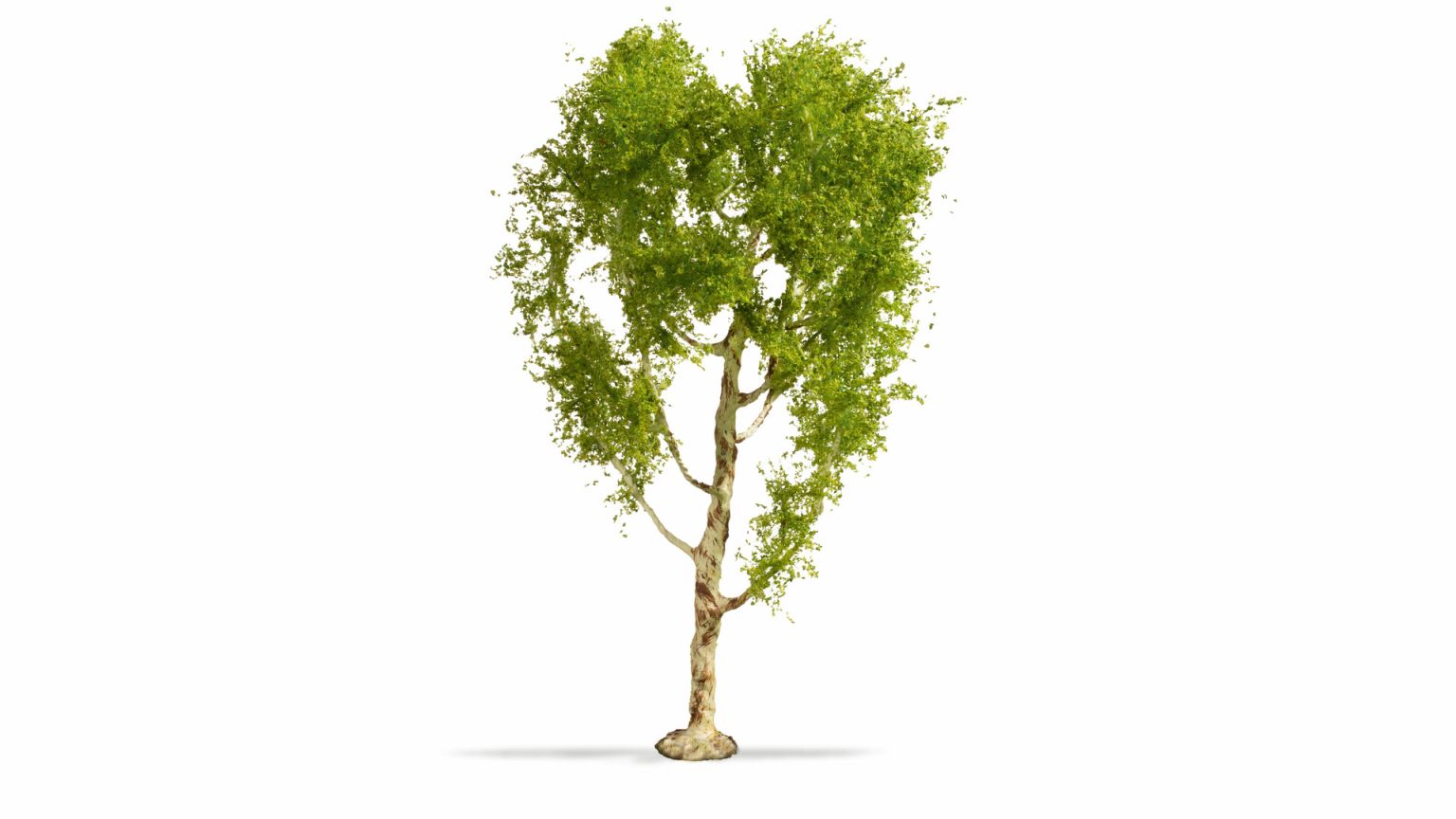 Moorbirke, 21 cm hoch